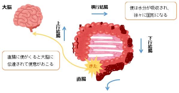 便秘 - 便意を感じる仕組み